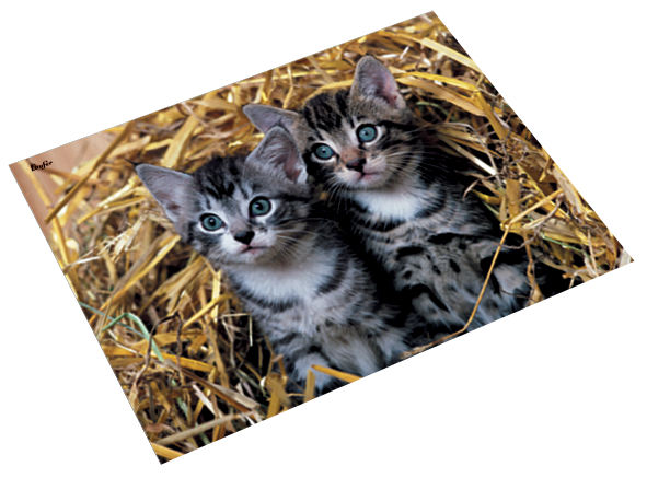46637_katzen_stroh Läufer Schreibunterlage Pferd und Fohlen, 400 x 530 mm