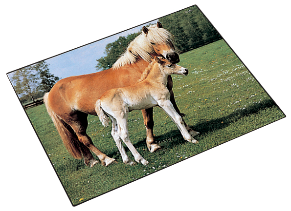 46587_pferde_perspekt589326d46999f Läufer Schreibunterlage Pferd am Weidezaun, 400 x 530 mm