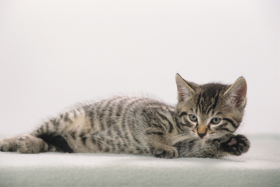 46592589326d64595c Läufer Schreibunterlage Katze grau, 400 x 530 mm