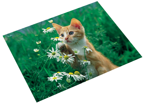 46636_katze_blume Läufer Schreibunterlage Pferd und Fohlen, 400 x 530 mm