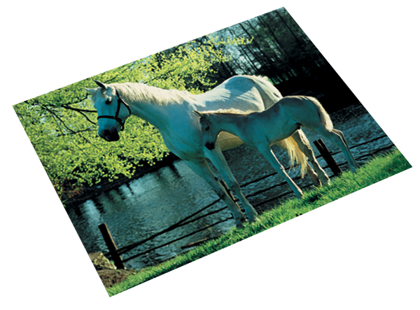 46645_pferde_am_see589326d58e419 Läufer Schreibunterlage Pferd am Weidezaun, 400 x 530 mm